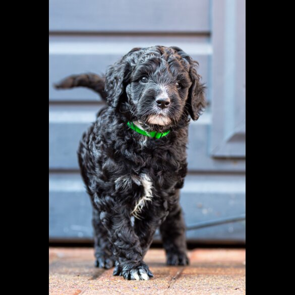 Goldendoodle - Dogs