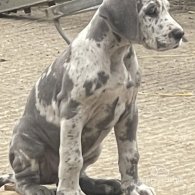 Great Dane - Both