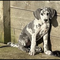 Great Dane - Both