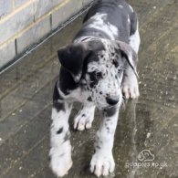 Great Dane - Both