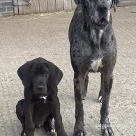 Great Dane - Both