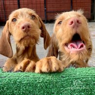 Hungarian Vizsla - Both