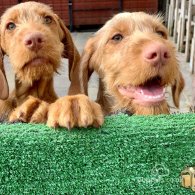 Hungarian Vizsla - Both