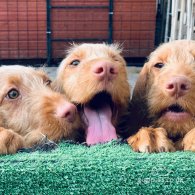 Hungarian Vizsla - Both