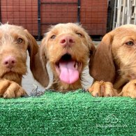 Hungarian Vizsla - Both