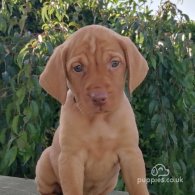 Hungarian Vizsla - Both