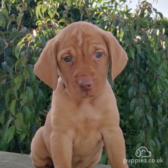 Hungarian Vizsla - Both