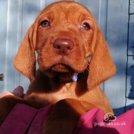 Hungarian Vizsla - Both