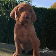 Hungarian Vizsla - Both