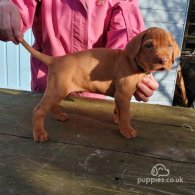 Hungarian Vizsla - Both