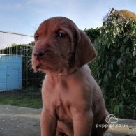 Hungarian Vizsla - Both