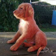 Hungarian Vizsla - Both