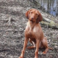 Hungarian Vizsla - Both