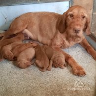 Hungarian Vizsla - Both