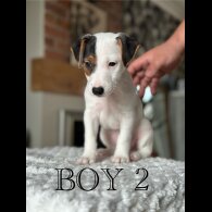 Jack Russell - Both