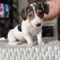 Jack Russell - Both