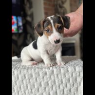 Jack Russell - Both