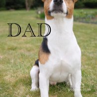 Jack Russell - Both