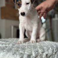 Jack Russell - Both