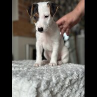 Jack Russell - Both