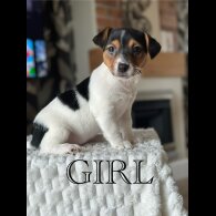 Jack Russell - Both