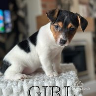 Jack Russell - Both