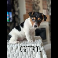 Jack Russell - Both