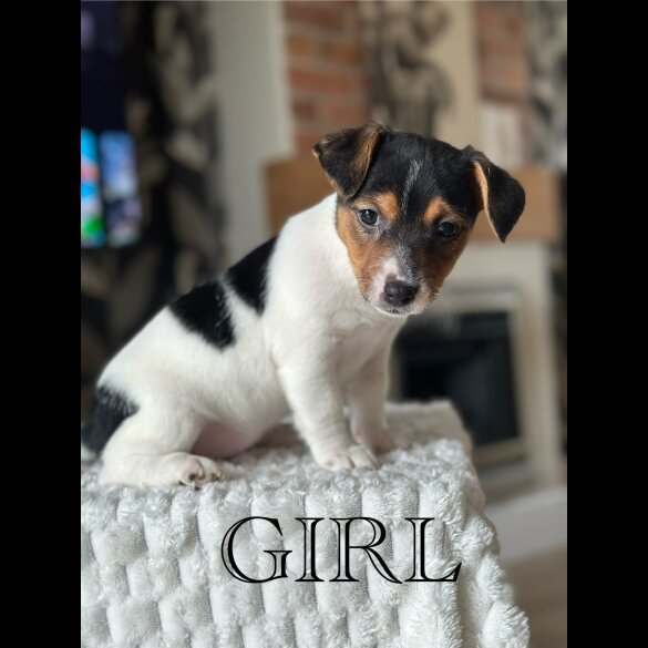 Jack Russell - Both