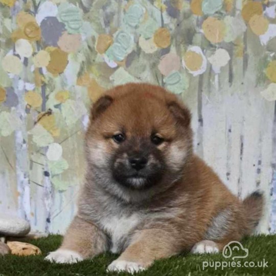 Japanese Shiba Inu - Dogs