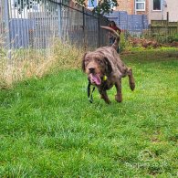 Labradoodle