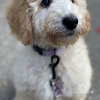 Labradoodle - Both