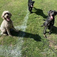 Labradoodle - Both