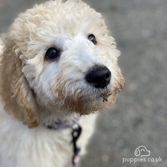 Labradoodle - Both