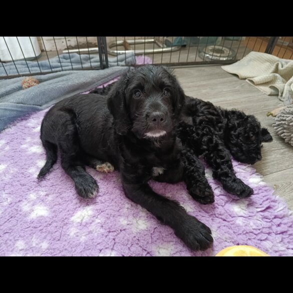 Labradoodle - Both