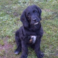 Labradoodle - Both