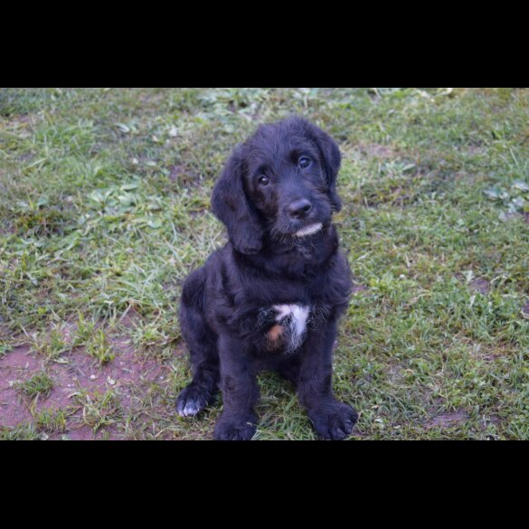 Labradoodle - Both