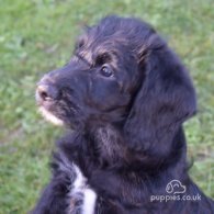 Labradoodle - Both