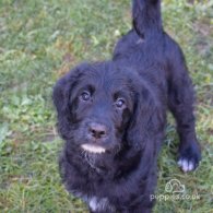 Labradoodle - Both