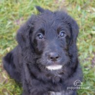 Labradoodle - Both