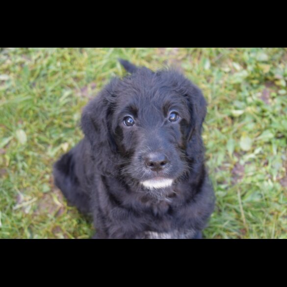 Labradoodle - Both