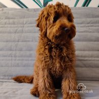 Labradoodle - Both