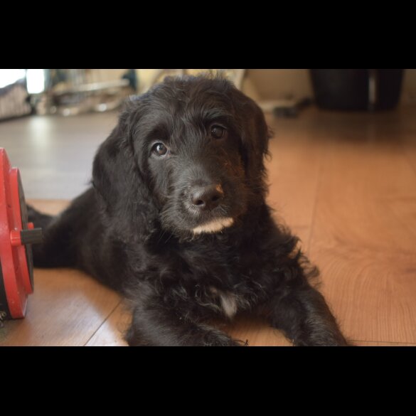 Labradoodle - Both