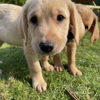 Labrador Retriever - Both