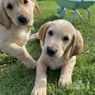 Labrador Retriever - Both