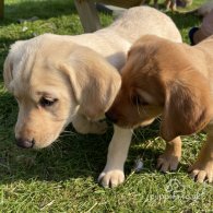 Labrador Retriever - Both