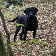 Labrador Retriever - Both