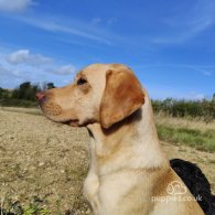 Labrador Retriever - Both