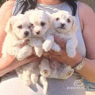 Maltese - Dogs