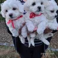 Maltese - Dogs