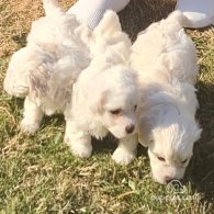 Maltese - Dogs